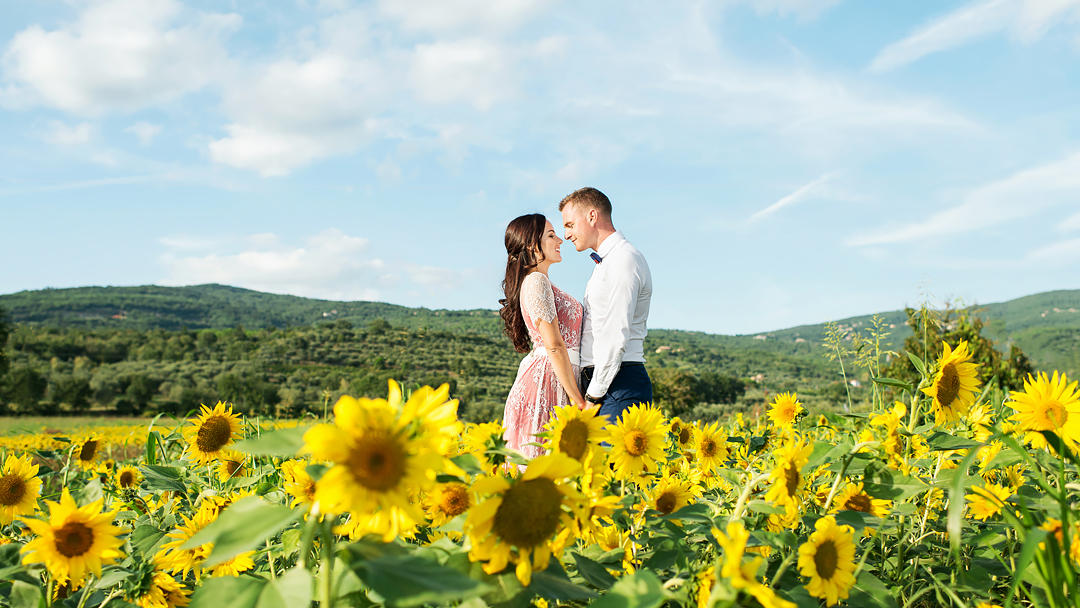 field of sunflowers in tuscany